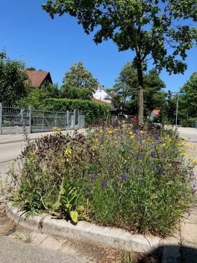 Blühende Verkehrsinsel in der Westendstraße