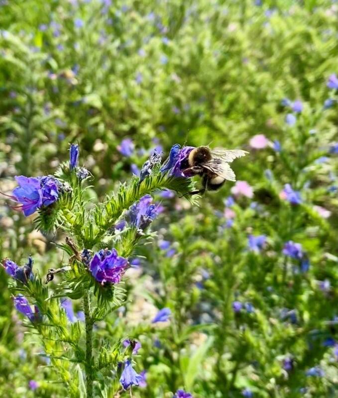 Hummel an Natternkopf