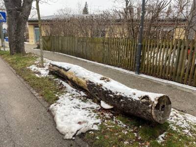 liegendes Totholz (Kastanie) in der Bahnhofstraße                                
